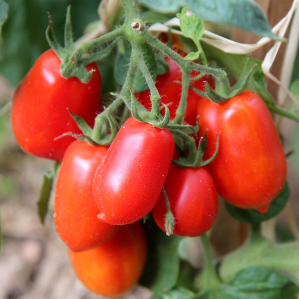 Roma Tomato Organic Seeds - Heirloom, Open Pollinated, Non GMO - Grow Indoors, Outdoors, In Pots, Grow Beds, Soil, Hydroponics & Aquaponics