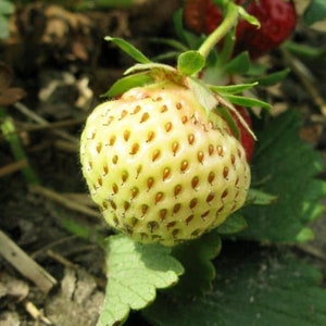 May include: Close-up of a developing strawberry, showcasing a pale green hue with numerous small, reddish-brown seeds. The unripe fruit is attached to a green stem with leaves, set against a blurred background of foliage and soil, suggesting a garden setting.