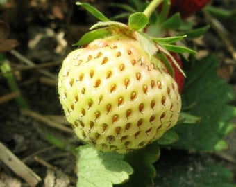 Yellow Strawberry Seeds - Organic, Heirloom, Non GMO - Grow Indoors, Outdoors, In Pots, Grow Beds, Soil, Hydroponics & Aquaponics