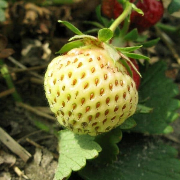 Yellow Strawberry Organic Seeds - Heirloom, Non GMO - Grow Indoors, Outdoors, In Pots, Grow Beds, Soil, Hydroponics & Aquaponics