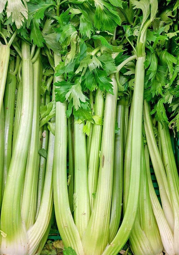 Celery Seeds - Organic, Heirloom, Open Pollinated, Non GMO - Grow Indoors, Outdoors, In Pots, Grow Beds, Soil, Hydroponics & Aquaponics