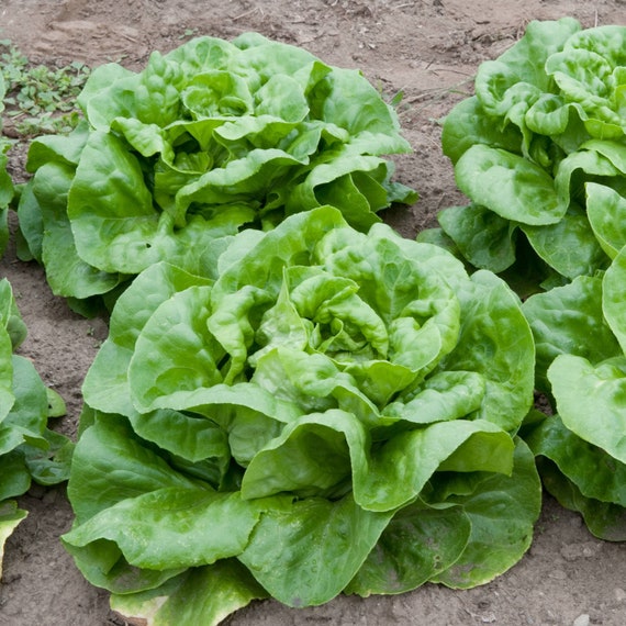 Buttercrunch Lettuce Seeds - Organic, Heirloom, Open Pollinated, Non GMO - Grow Indoors, Outdoors, In Grow Beds, Hydroponics, Aquaponic