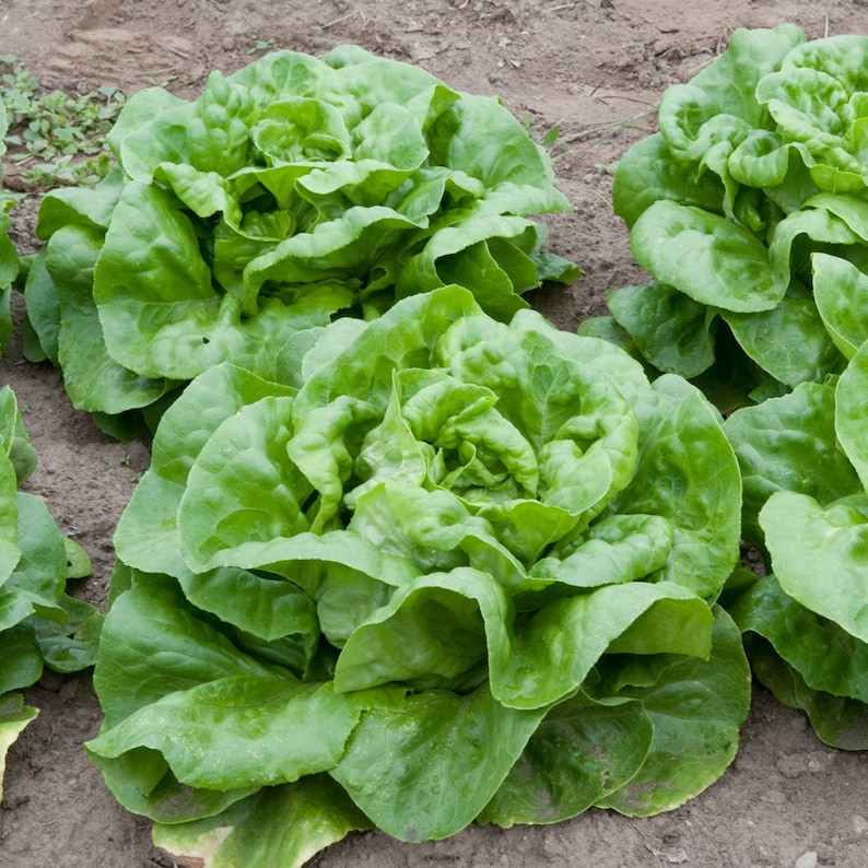 May include: Close-up of three heads of green lettuce growing in a garden. The lettuce is fresh and crisp, with large, ruffled leaves.