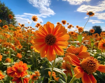 Orange Mexican Sunflower Seeds - Grow Beautiful Flowers Indoors, Outdoors, In Pots, Grow Beds, Soil, Hydroponics & Aquaponics