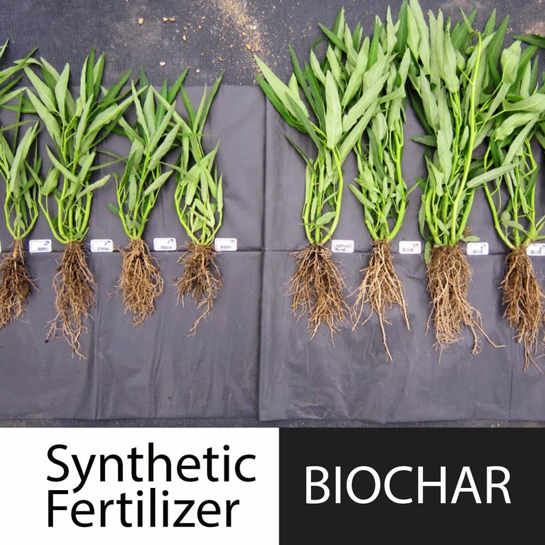 Peut inclure: Comparaison c&ocirc;te &agrave; c&ocirc;te de deux groupes de plantes de patate douce aquatique. Les plantes &agrave; gauche ont &eacute;t&eacute; cultiv&eacute;es avec de l'engrais synth&eacute;tique, tandis que les plantes &agrave; droite ont &eacute;t&eacute; cultiv&eacute;es avec du biochar. Les plantes cultiv&eacute;es avec du biochar ont des feuilles plus grandes et plus vertes et des syst&egrave;mes racinaires plus &eacute;tendus.