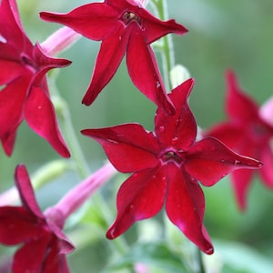 Nicotiana Flower Seeds - Organic, Heirloom, Non GMO - Grow Indoors, Outdoors, In Pots, Grow Beds, Soil, Hydroponics & Aquaponics