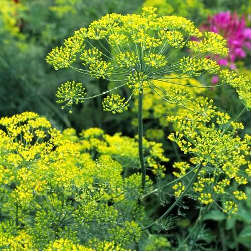 Dill Bouquet Organic Seeds - Heirloom, Open Pollinated, Non GMO - Grow Indoors, Outdoors, In Pots, Grow Beds, Soil, Hydroponics & Aquaponics