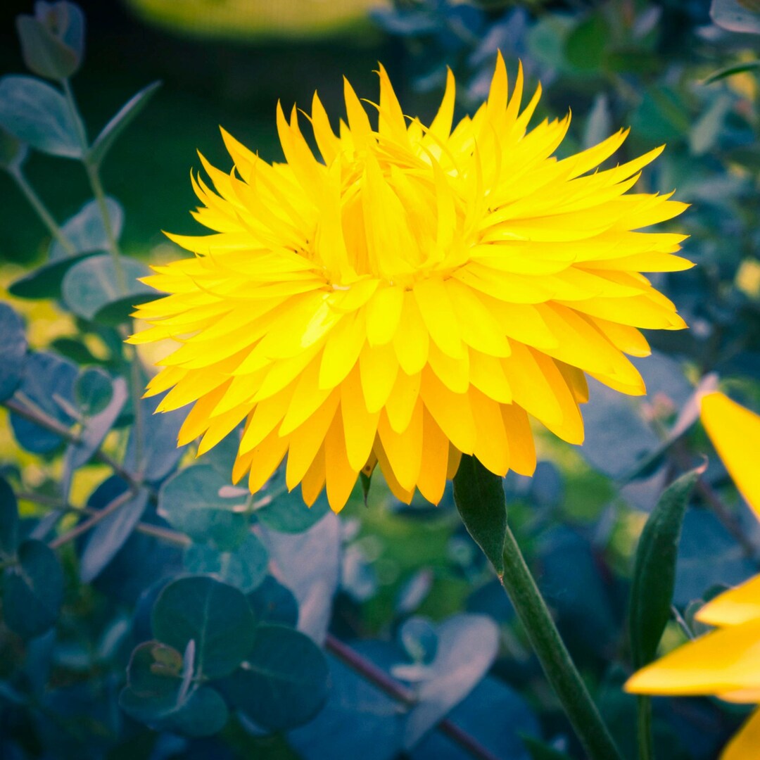 Yellow Strawflower Seeds Grow Beautiful Flowers Indoors, Outdoors, in
