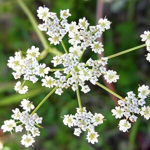 May include: A close-up of a white flower with multiple small blooms clustered together. The flower has a delicate, feathery appearance and is in full bloom.