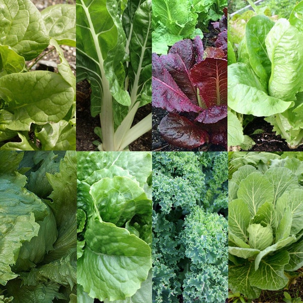 10-pack organische zaadkit - erfstuk, open bestoven, niet-GMO - binnen, buiten, in potten, kweekbedden, aarde, hydrocultuur en aquacultuur kweken