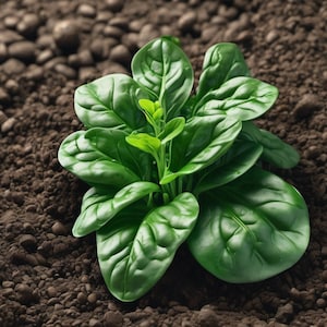 Spinaziezaden - biologisch, erfstuk, open bestoven, niet genetisch gemodificeerd - binnen, buiten, in potten, kweekbedden, aarde, hydrocultuur en aquacultuur
