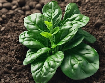 Graines d'épinards - Biologiques, anciennes, à pollinisation libre, sans OGM - Culture à l'intérieur, à l'extérieur, en pot, dans des plates-bandes, dans la terre, culture hydroponique et aquaponie