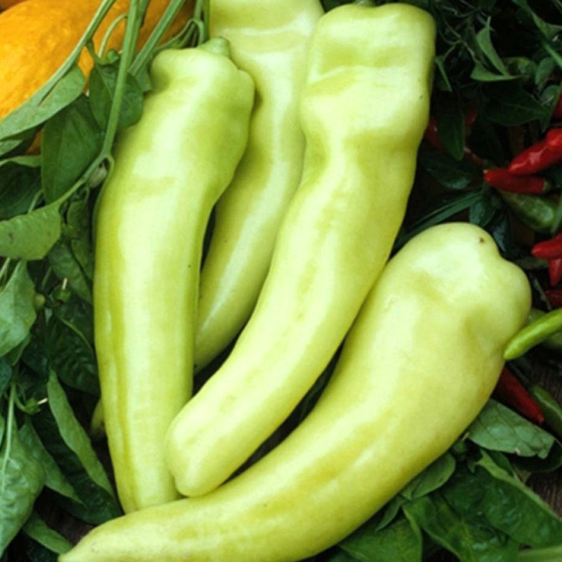 Pepper Sweet Banana Organic Seeds Heirloom Open Pollinated Etsy