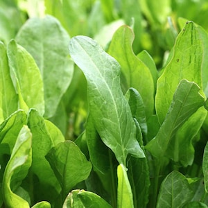 Sorrel Organic Seeds - Heirloom, Open Pollinated, Non GMO - Grow Indoors, Outdoors, In Pots, Grow Beds, Hydroponics & Aquaponics