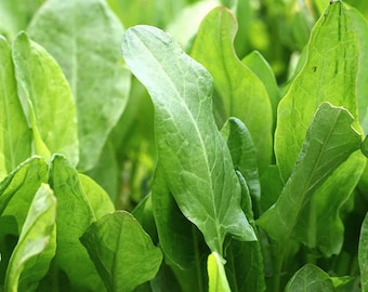 Sorrel Seeds - Organic, Heirloom, Open Pollinated, Non GMO - Grow Indoors, Outdoors, In Pots, Grow Beds, Hydroponics & Aquaponics