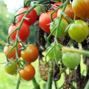 Semillas de tomate Red Cherry - Orgánicas, de variedad tradicional, de polinización abierta, sin OMG - Cultivo en interiores, exteriores, macetas, camas de cultivo, hidroponía y acuaponía.