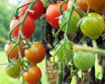 Tomato Red Cherry Organic Seeds - Heirloom, Open Pollinated, Non GMO - Grow Indoors, Outdoors, Pots, Grow Beds, Soil, Hydroponics, Aquaponic