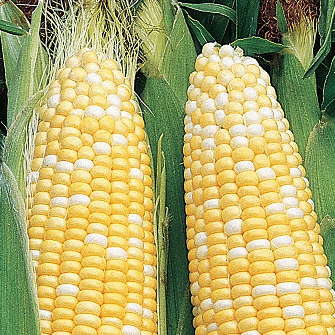 Corn Organic Seeds Heirloom Open Pollinated Non GMO Grow Etsy