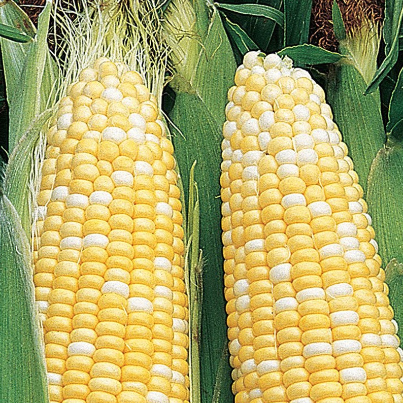 Corn Organic Seeds Heirloom Open Pollinated Non GMO Grow Etsy Sweden