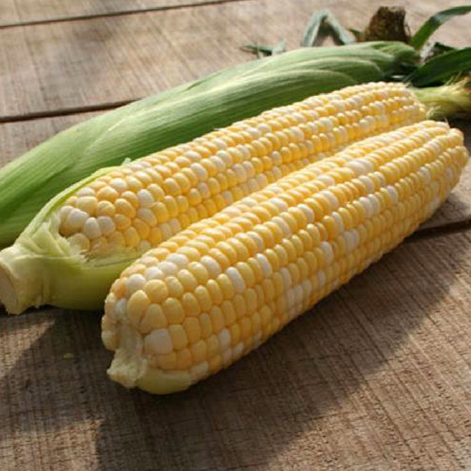 Corn Organic Seeds Heirloom Open Pollinated Non GMO Grow Etsy