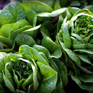 May include: Close-up of fresh green romaine lettuce heads. The lettuce is arranged in a cluster, showing the leafy texture and vibrant colour.