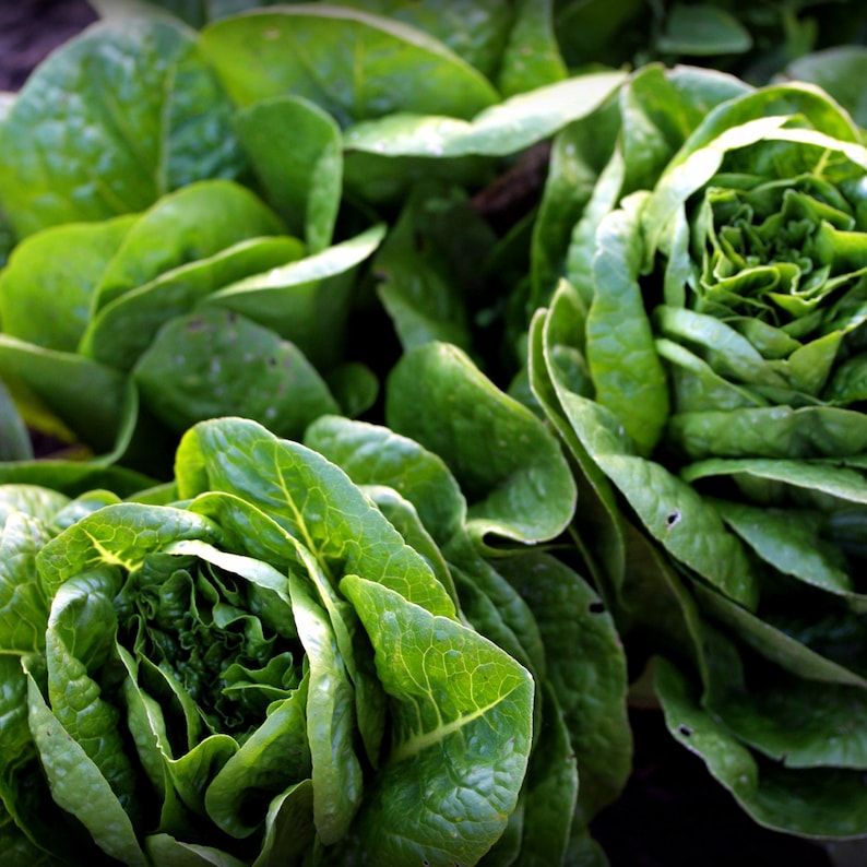 May include: Close-up of fresh green romaine lettuce heads. The lettuce is arranged in a cluster, showing the leafy texture and vibrant colour.
