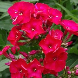 以下が含まれることがあります： 鮮やかな赤色のフロックスの花が満開に咲いています。花はそれぞれ5枚の花びらを持ち、ブーケのような形に配置されています。背景は緑の葉がぼやけています。