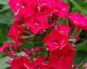 May include: A cluster of vibrant red phlox flowers in full bloom. The flowers have five petals each and are arranged in a bouquet-like shape. The background is a blur of green foliage.