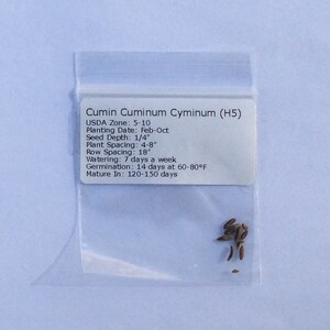 Cumin Seeds - Organic, Heirloom, Open Pollinated, Non GMO - Grow Indoors, Outdoors, In Pots, Grow Beds, Soil, Hydroponics, Aquaponics image 5
