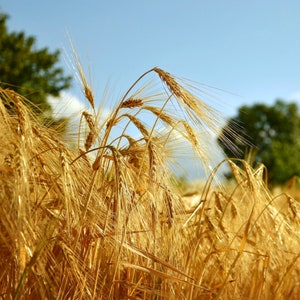 Barley Seeds - Organic, Heirloom, Open Pollinated, Non GMO - Grow Indoors, Outdoors, In Pots, Grow Beds, Soil, Hydroponics & Aquaponics
