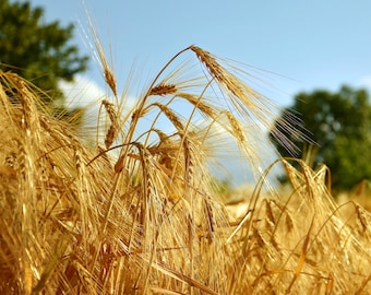 Semi d'orzo - Biologici, antichi, a impollinazione aperta, non OGM - Coltivazione indoor, outdoor, in vaso, in aiuole, in terra, idroponica e acquaponica