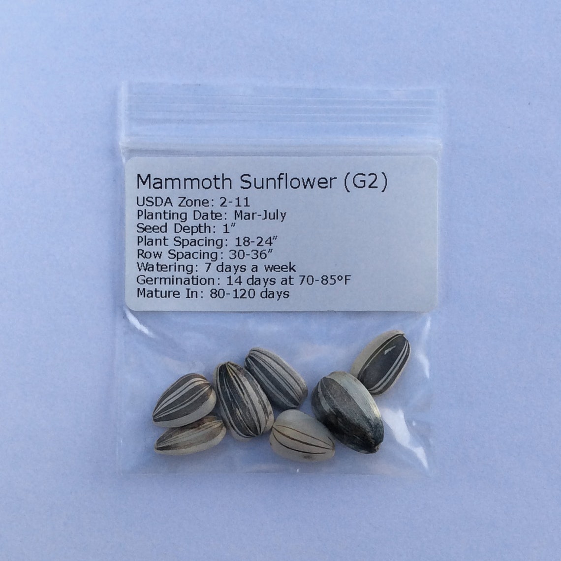 Mammoth Sunflower Organic Seeds Heirloom Open Pollinated Etsy