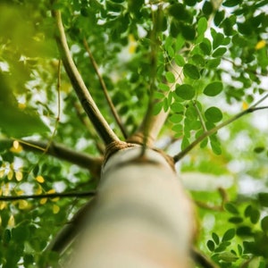 May include: A close-up view of a tree trunk with green leaves growing around it. The trunk is light brown and has a rough texture. The leaves are a vibrant green and are arranged in a symmetrical pattern.