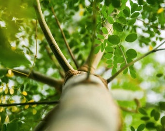 Moringa Tree Organic Seeds - Heirloom, Open Pollinated, Non GMO - Grow Indoors, Outdoors, In Pots, Grow Beds, Soil, Hydroponics & Aquaponics
