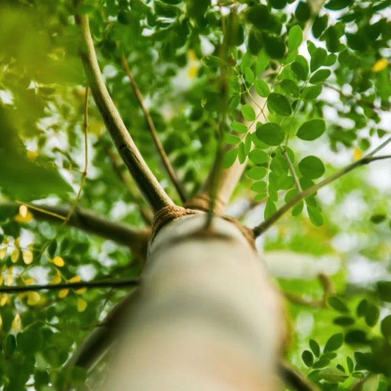 Moringa Tree Seeds - Organic, Heirloom, Open Pollinated, Non GMO - Grow Indoors, Outdoors, In Pots, Grow Beds, Hydroponics & Aquaponics