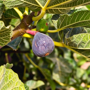 Fig Tree Seeds - Heirloom, Open Pollinated, Non GMO - Grow Indoors, Outdoors, In Pots, Grow Beds, Soil, Hydroponics & Aquaponics