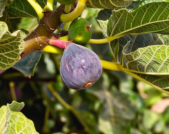 Fig Tree Seeds - Heirloom, Open Pollinated, Non GMO - Grow Indoors, Outdoors, In Pots, Grow Beds, Soil, Hydroponics & Aquaponics