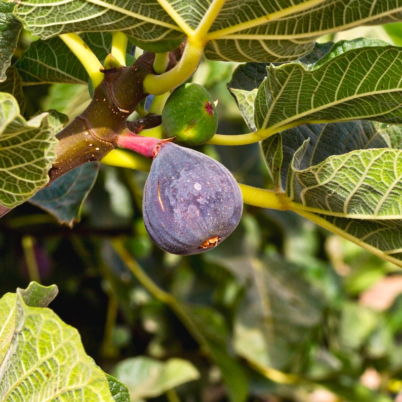 May include: Close-up of a fig tree branch with a ripe, dark purple fig and a small, green fig. The leaves are large, green, and textured. The branch is brown with a reddish stem. The image is well-lit, showing the details of the fruit and foliage.