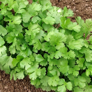 Cilantro Seeds - biologisch, erfstuk, open bestoven, niet-ggo-vrij - binnen, buiten, in potten, kweekbedden, aarde, hydrocultuur en aquacultuur