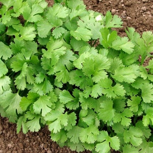 Cilantro Organic Seeds - Heirloom, Open Pollinated, Non GMO - Grow Indoors, Outdoors, In Pots, Grow Beds, Soil, Hydroponics & Aquaponics