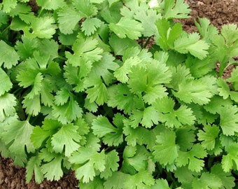 Cilantro Organic Seeds - Heirloom, Open Pollinated, Non GMO - Grow Indoors, Outdoors, In Pots, Grow Beds, Soil, Hydroponics & Aquaponics