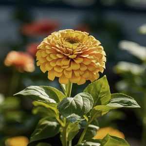 Puede incluir: Una sola flor de zinnia amarilla con tallo y hojas verdes. La flor está enfocada y el fondo está desenfocado.