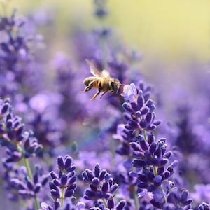 May include: A bee in flight over a field of purple lavender flowers.