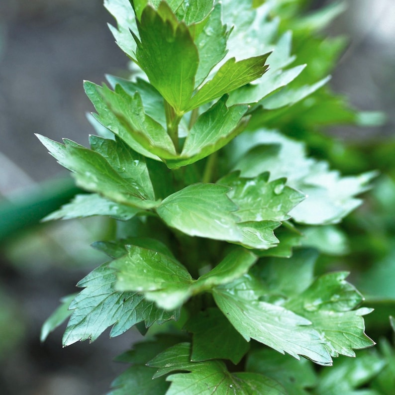 Puede incluir: Primer plano de hojas frescas y verdes de lev&iacute;stico. Las hojas son anchas, con bordes dentados, y dispuestas a lo largo de un tallo central. La imagen resalta la textura y el color de la planta, sugiriendo un tema culinario o herbal.