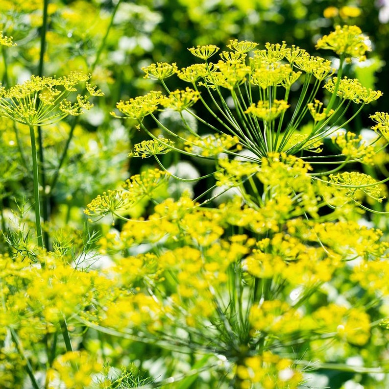 Dill Bouquet Organic Seeds Heirloom, Open Pollinated, Non GMO Grow Indoors, Outdoors, In Pots, Grow Beds, Soil, Hydroponics & Aquaponics image 3