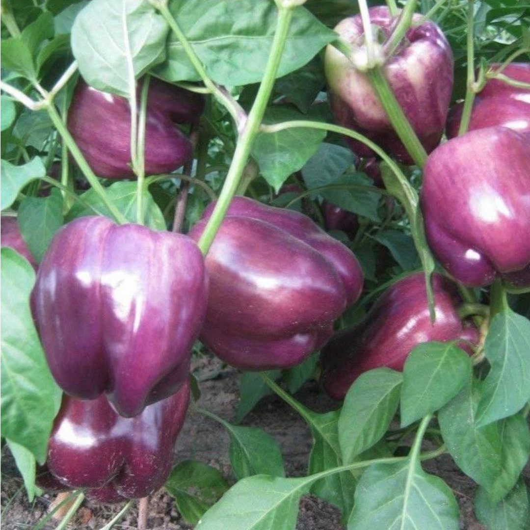 Lilac Bell Pepper Organic Seeds Heirloom Open Pollinated Etsy