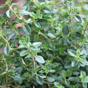 Thyme Seeds - Organic, Heirloom, Open Pollinated, Non GMO - Grow Indoors, Outdoors, In Pots, Grow Beds, Soil, Hydroponics & Aquaponics