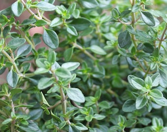 Thyme Seeds - Organic, Heirloom, Open Pollinated, Non GMO - Grow Indoors, Outdoors, In Pots, Grow Beds, Soil, Hydroponics & Aquaponics