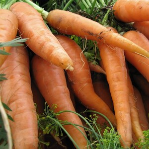 May include: A bunch of fresh, orange carrots with green leafy tops. The carrots are arranged in a pile, with some of the tops sticking out.