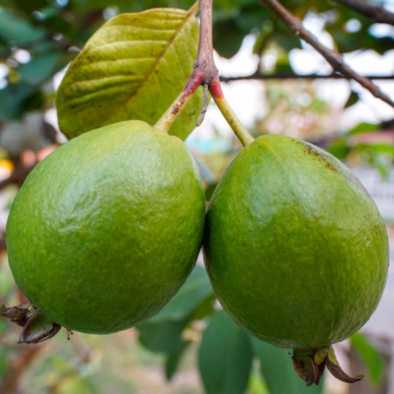 May include: Two green guavas hanging from a tree branch. The guavas are round and have a smooth, shiny skin.